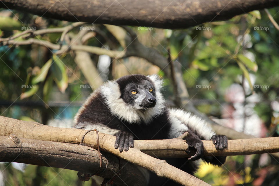 Lemur relaxing at Oeno Zoo Tokyo Japan