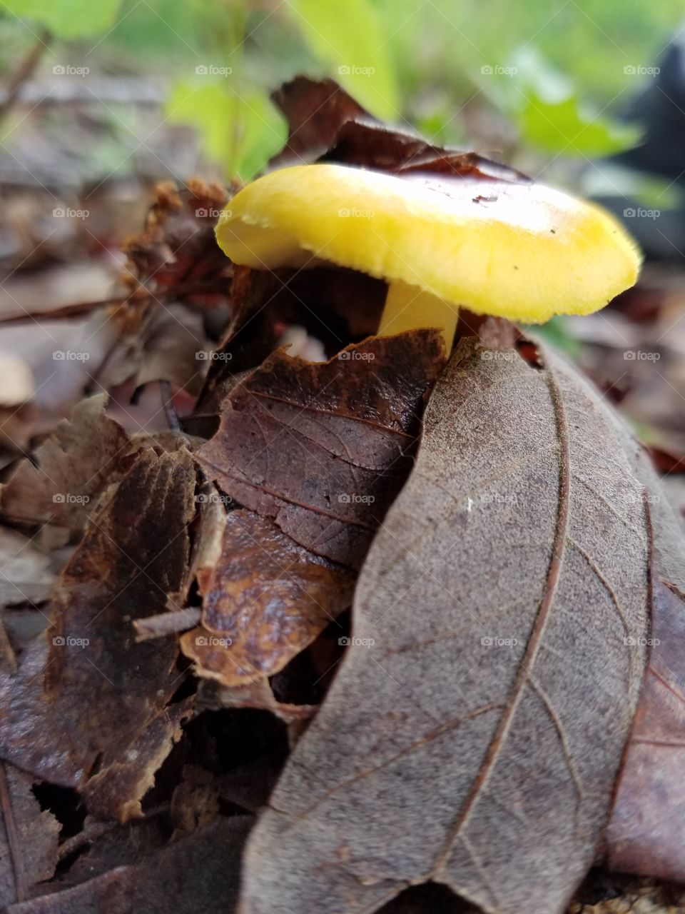 mushroom wrapped in leaves.