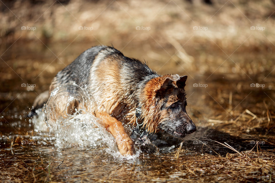 German shepherd dog outdoor spring pond