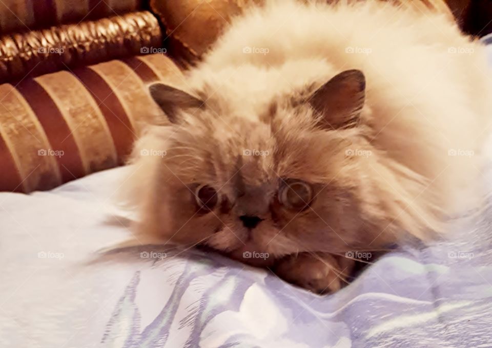 Persian cat