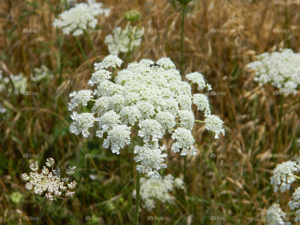 field nature flower closeup by tnb