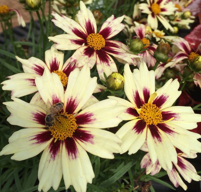 Flowers and a bee