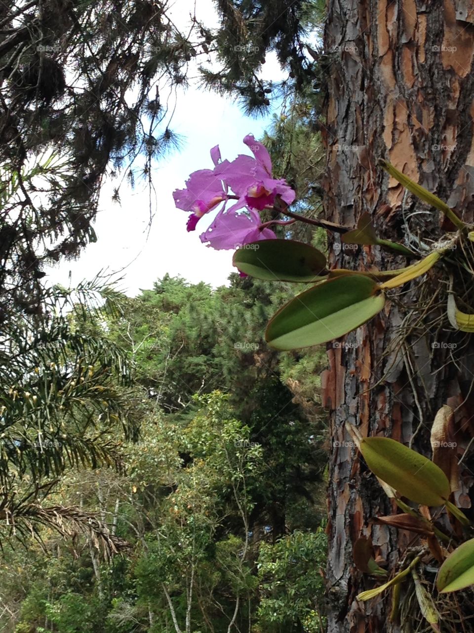 Orchids in natura