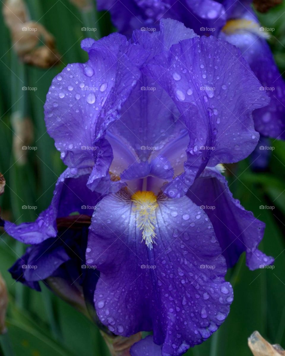 Iris