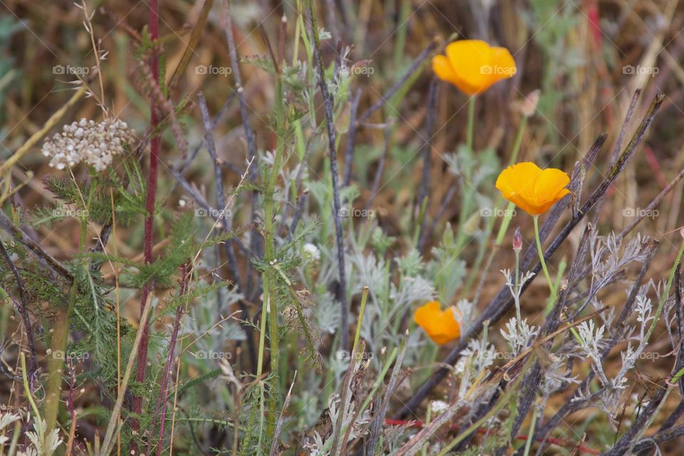 California Poppies