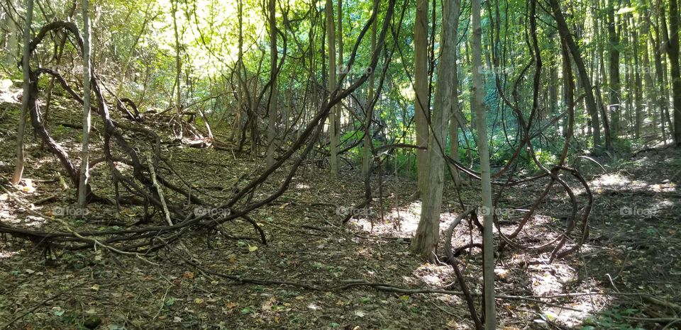 Twisted Vines In The Woods