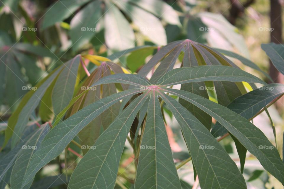 cassava leaves