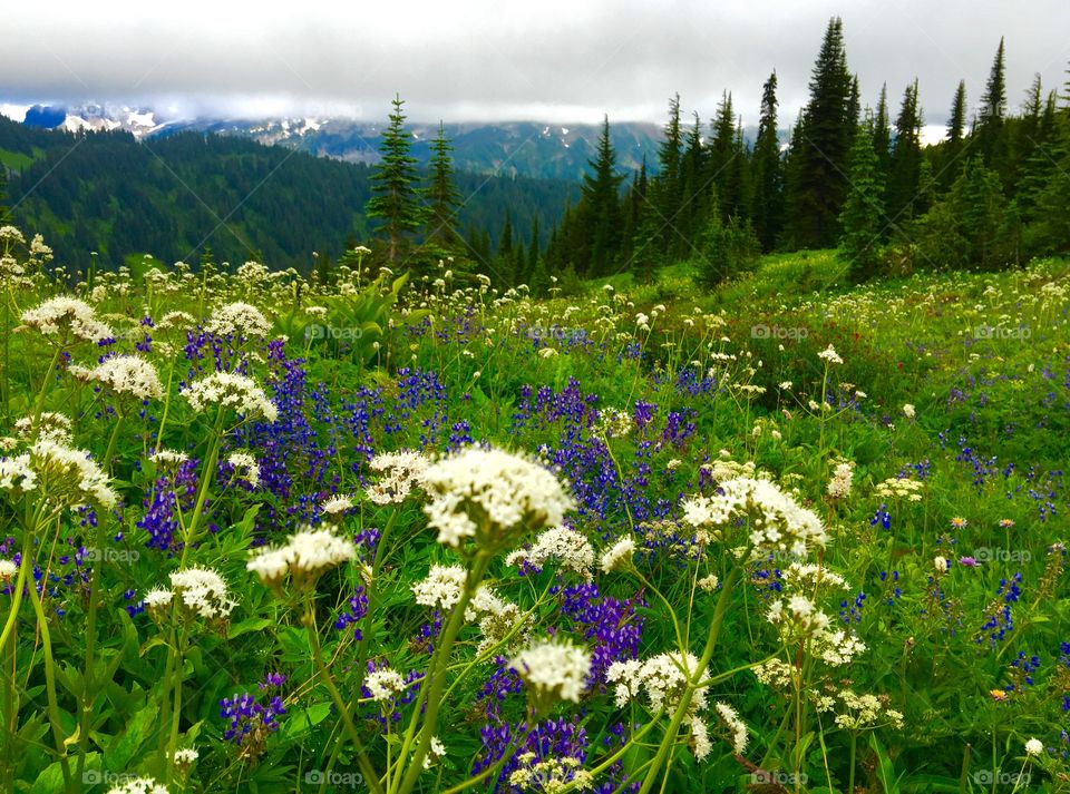 Wild flowers, foggy mountain