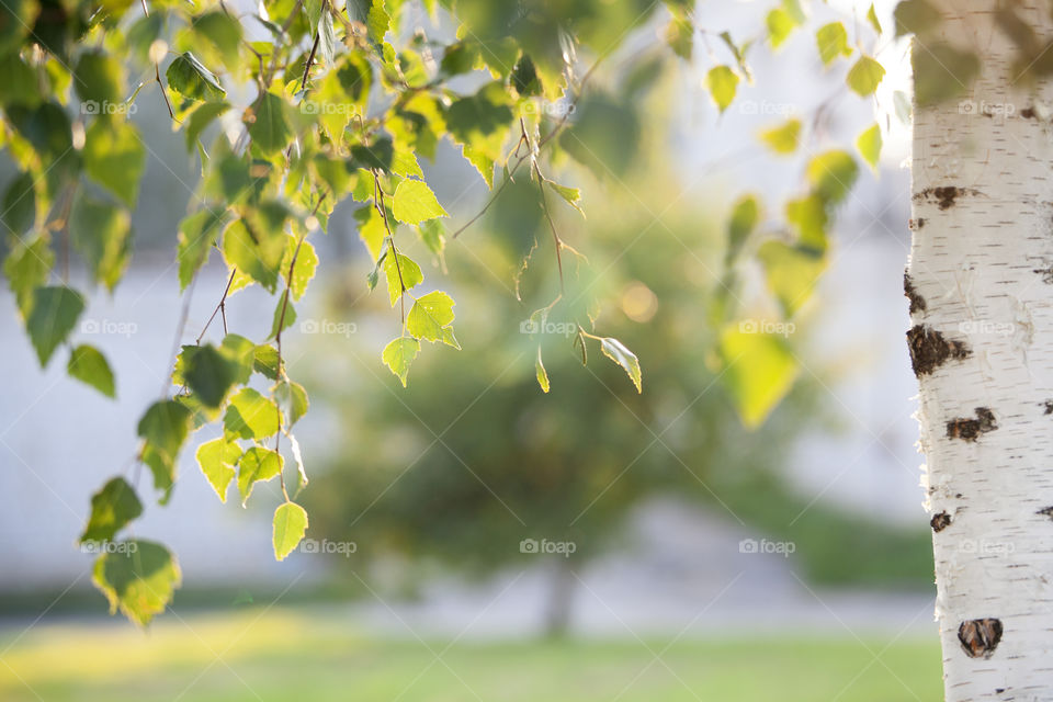 Birch tree at golden hour