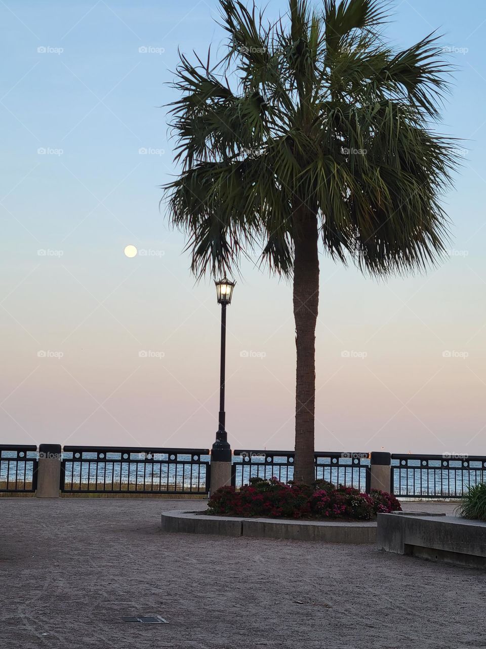 A palm near a  street lamp at evening twilight, Charleston, South Carolina, USA