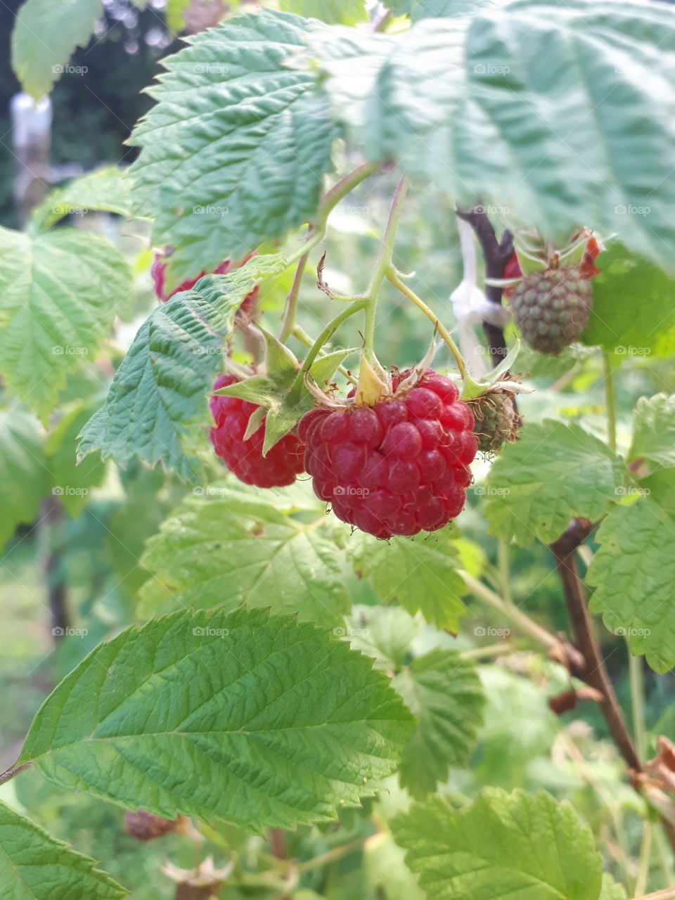 The moon is June. It is a picking of raspberry time. Full naturally grown raspberry.