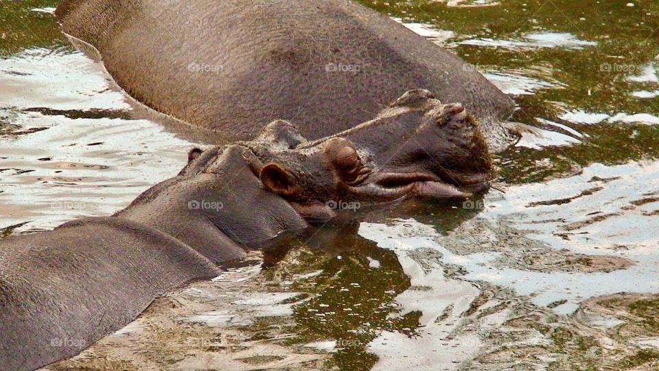 Hippos in a lake