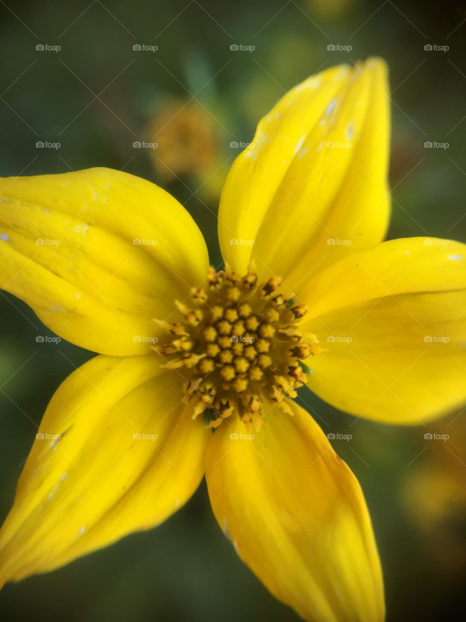 Yellow flower closeup