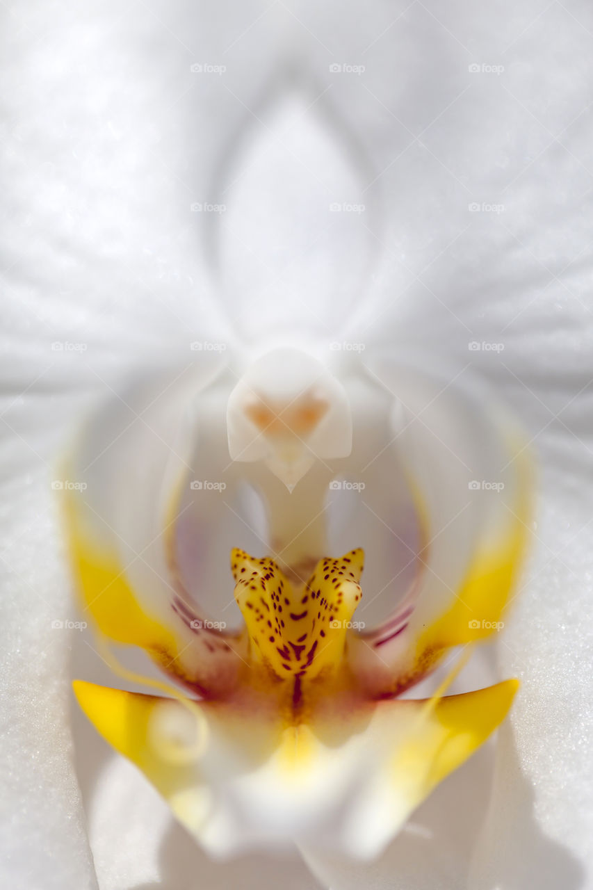 Pretty Orchid