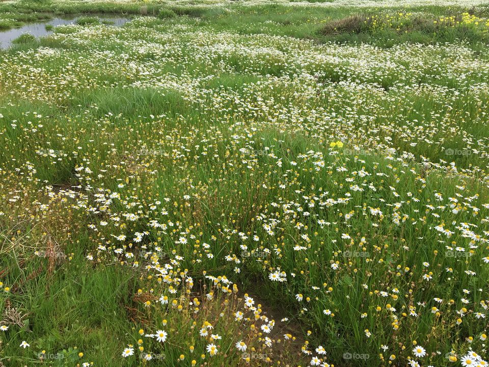 Springtime meadow with wild flowers blooming after rainfalls