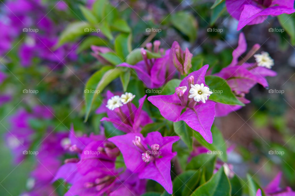 sweet purple flower