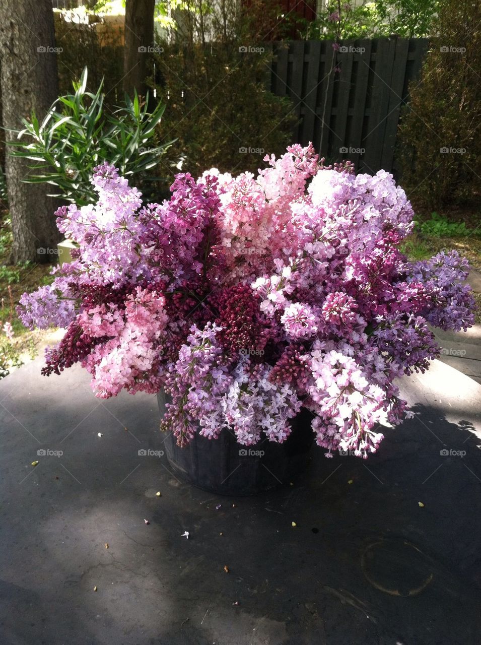 Lilacs