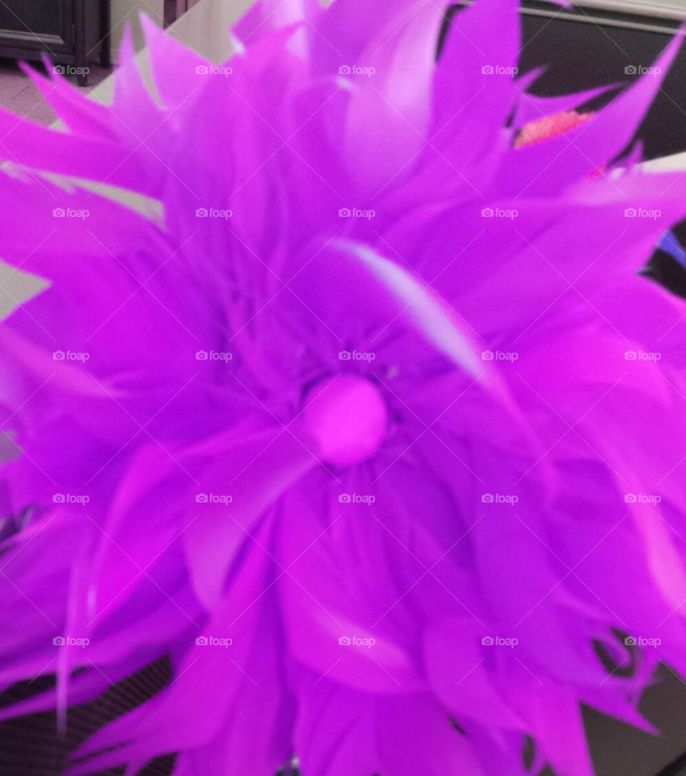 purple feather flower