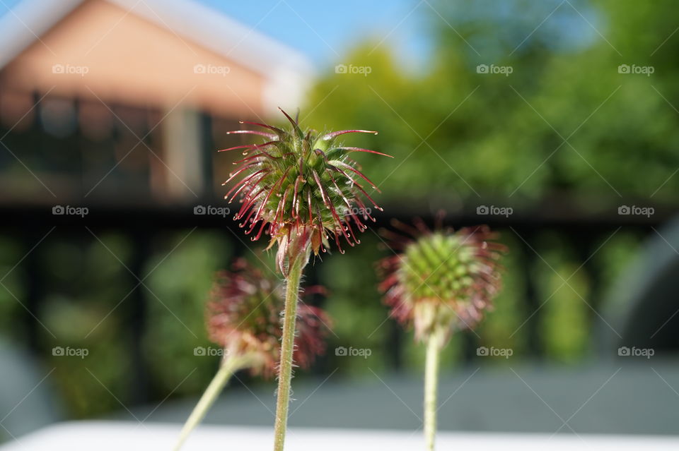 macro thistle outside picture