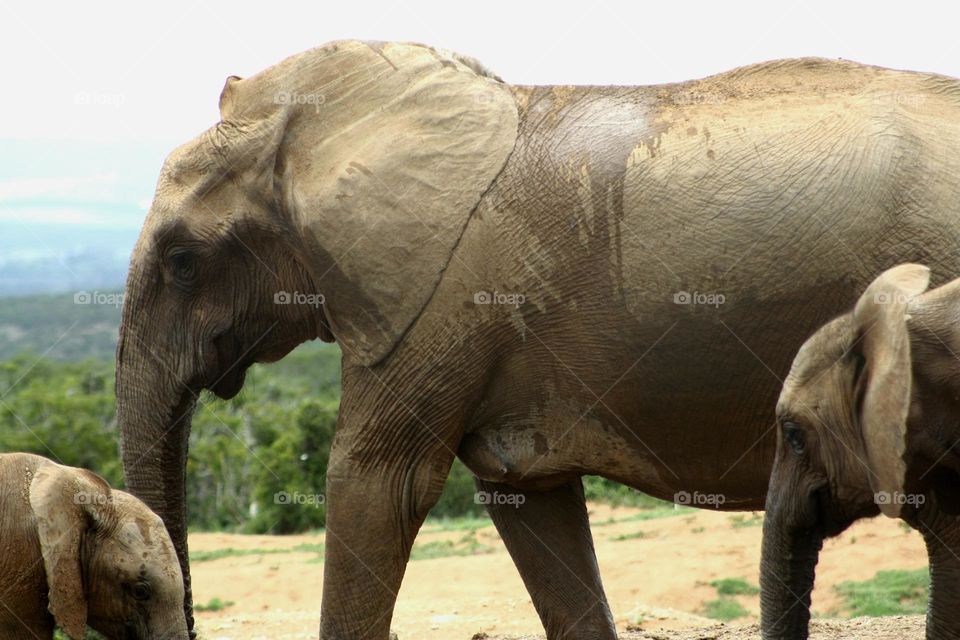 Elephants at waterhole.