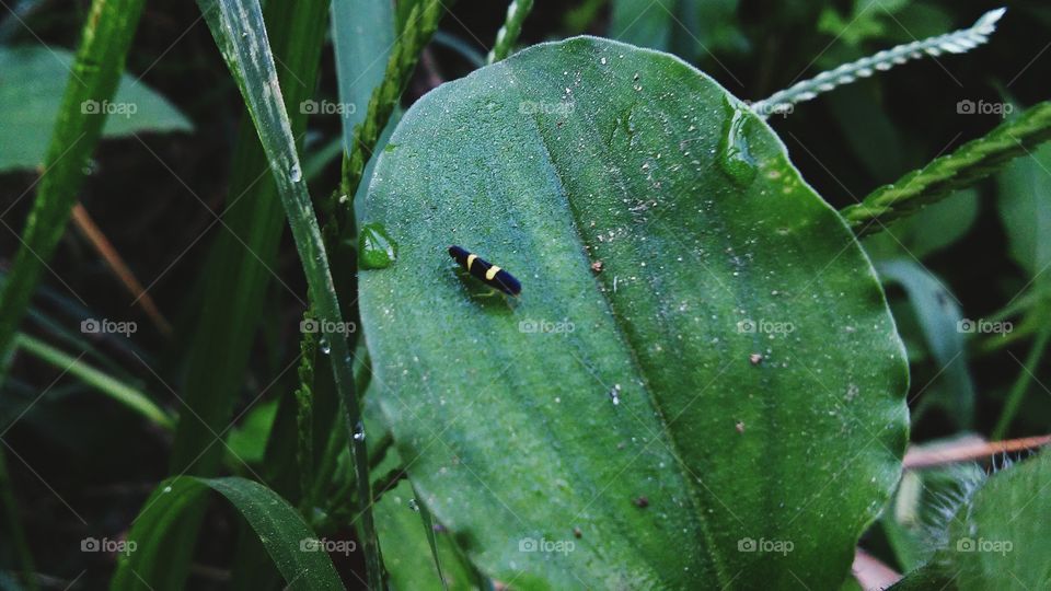 Close-up of insect on plant