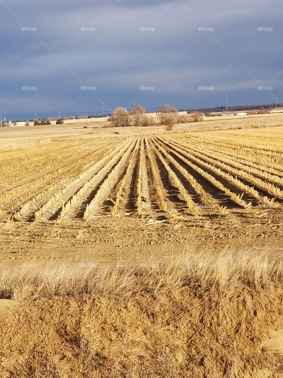 Corn field in January