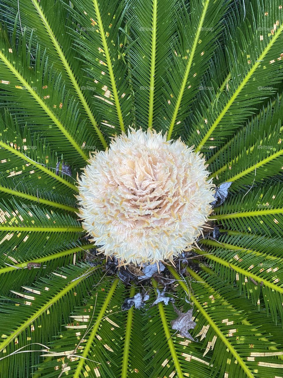 Palmetto