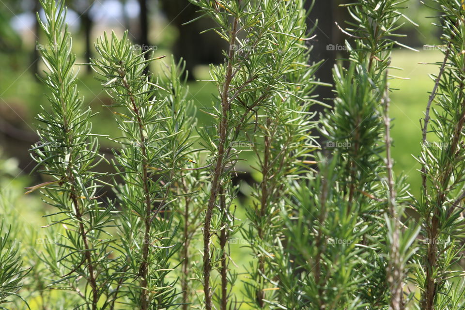 Gorgeous Rosemary- very fragrant and delicious herb that has many health benefits. Rosemary also symbolizes, love, loyalty and remembrance. It is my favorite herb. 