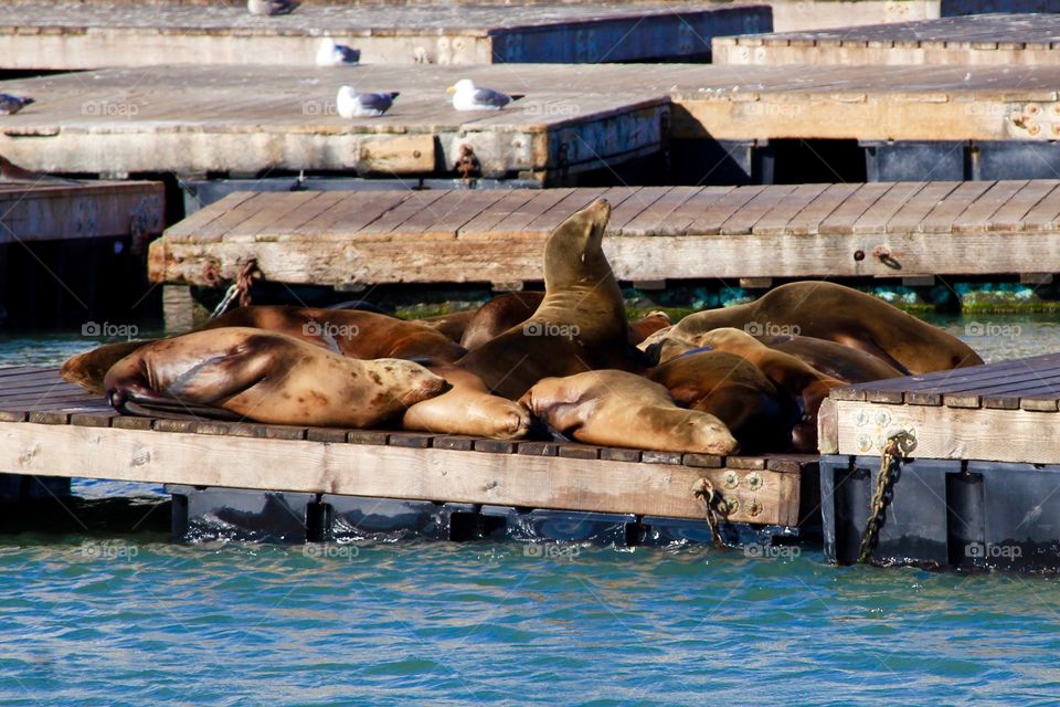 Sea lions