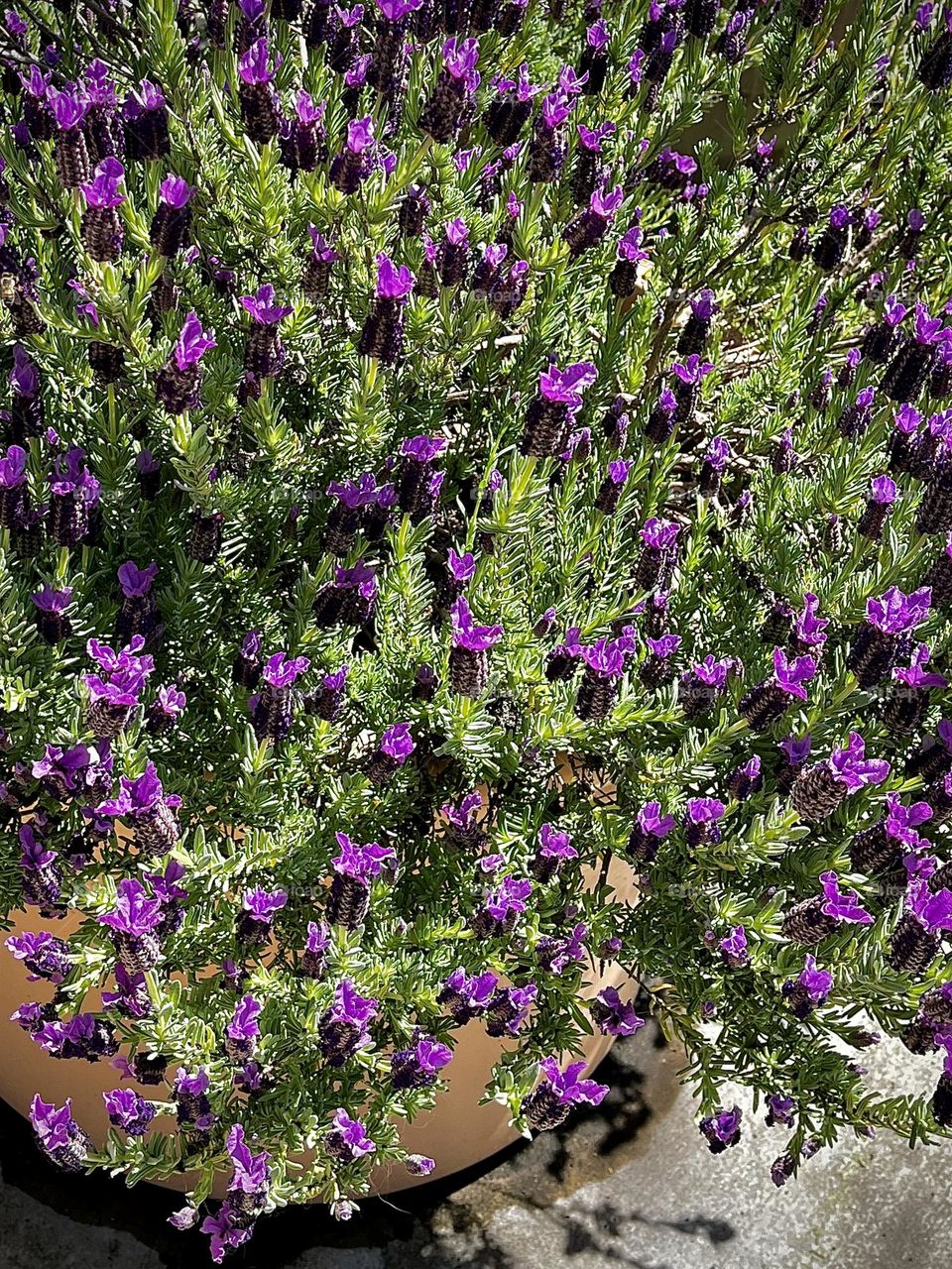 Lavender in a Terracotta Pot