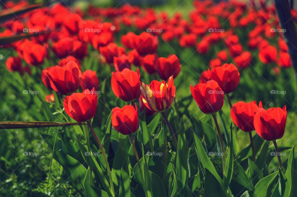 red tulips dutch cultivar under the evening sun