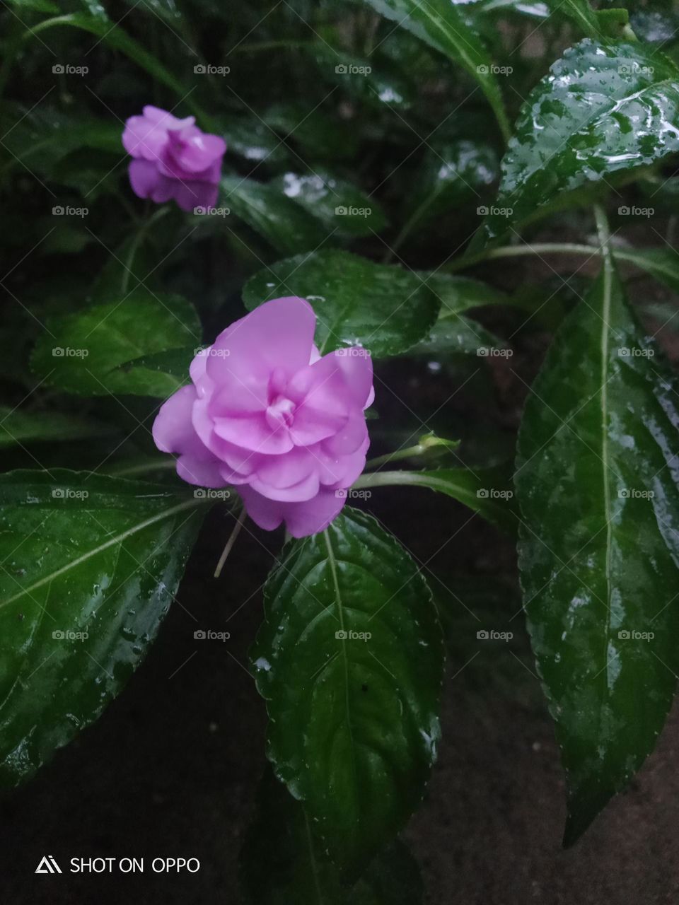 flower in tree pink coller beautiful naturel