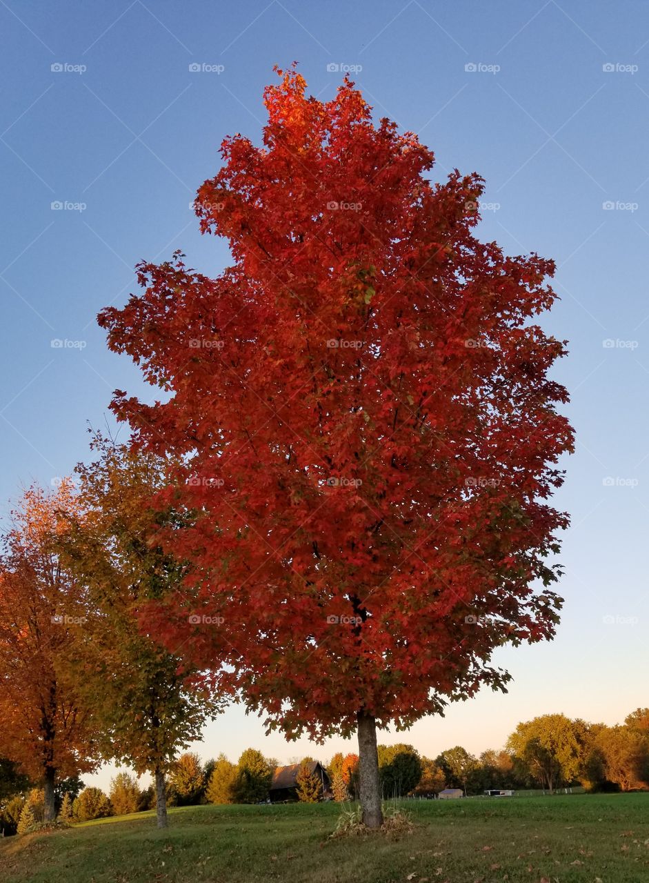 Fall, Tree, No Person, Leaf, Outdoors