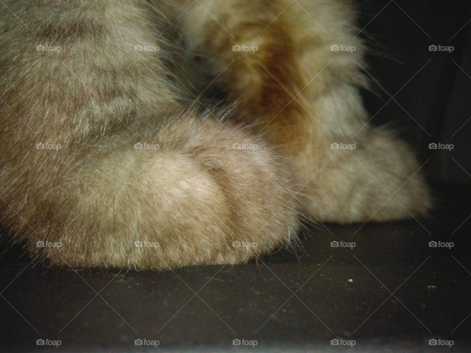 cat's paw