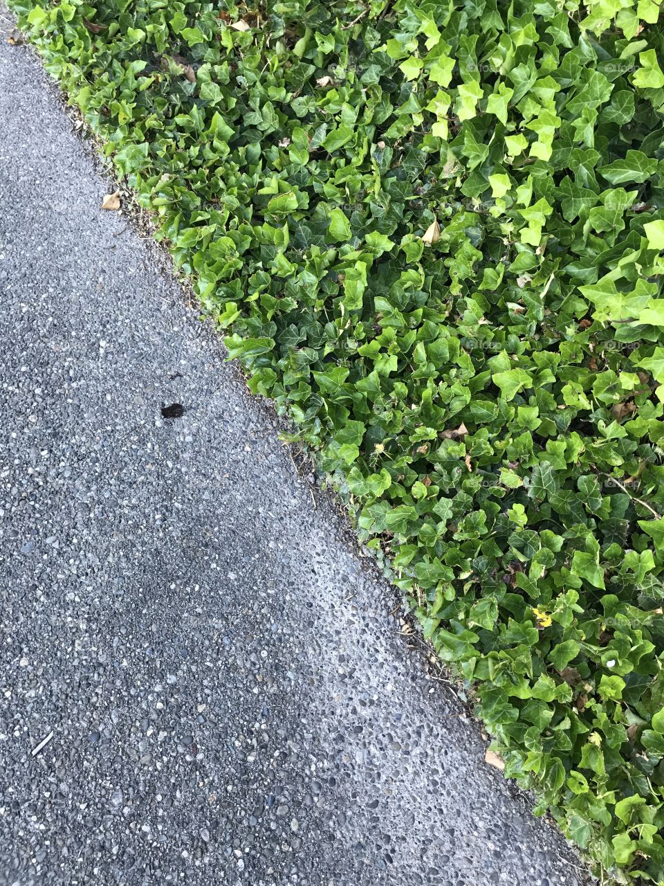 A sidewalk leading to my apartment