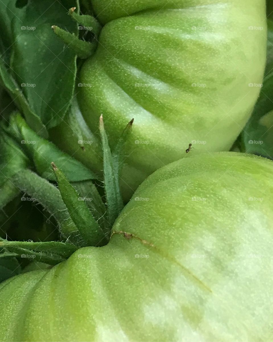 Green friend ant tomatoes 