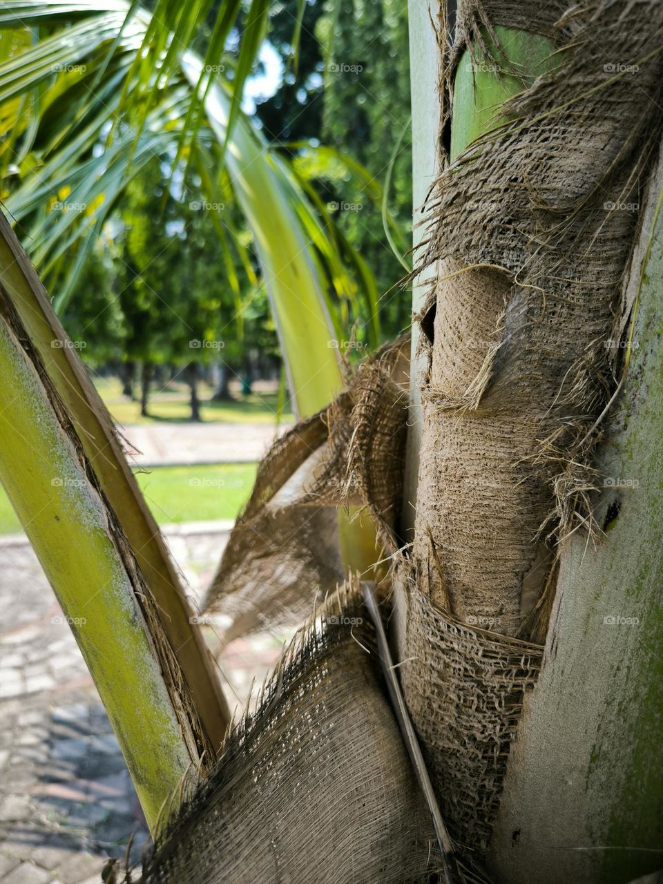 A growing coconut tree