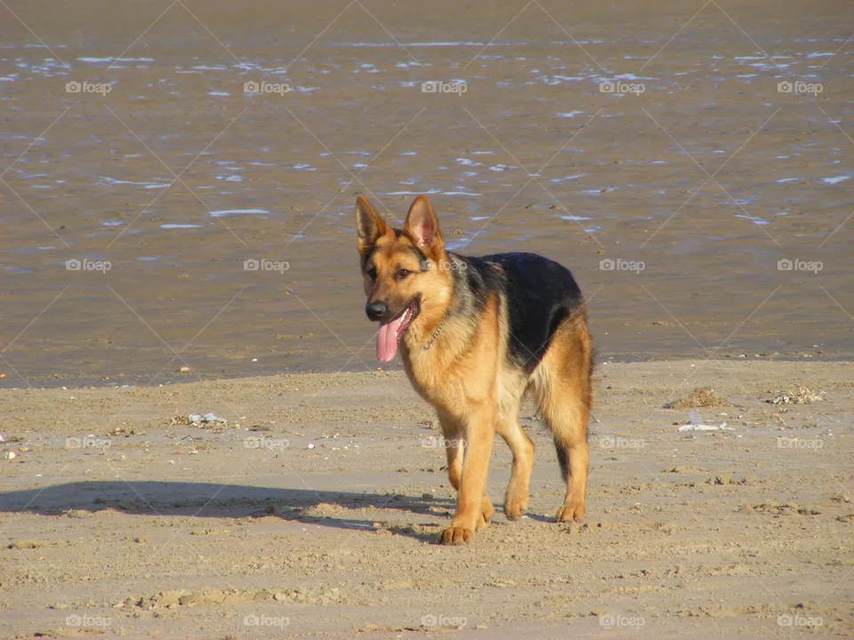 German Shepherd Dog on a sand beach