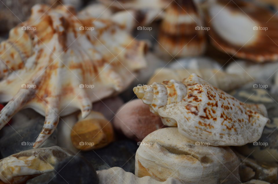 Sea Shells