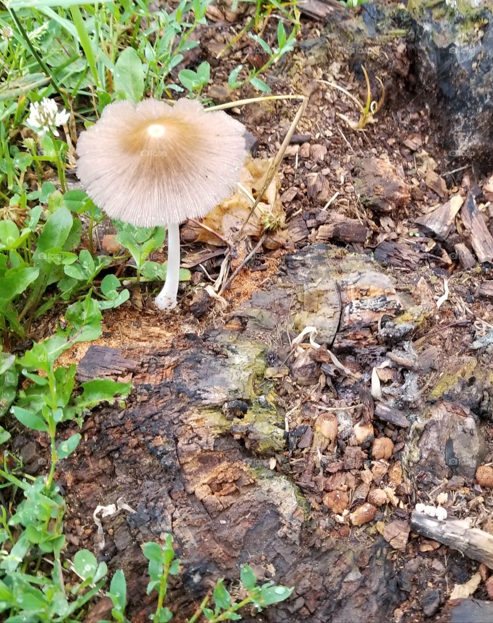 A delicate mushroom that caught my eye on the way to the car. Unexpected beauty. You just have to be open to seeing it.