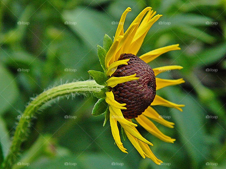 
Black-eyed Susans are native to prairies and open woodlands and are attractive to both birds and butterflies. Black-eyed flowers can be used in bouquets.