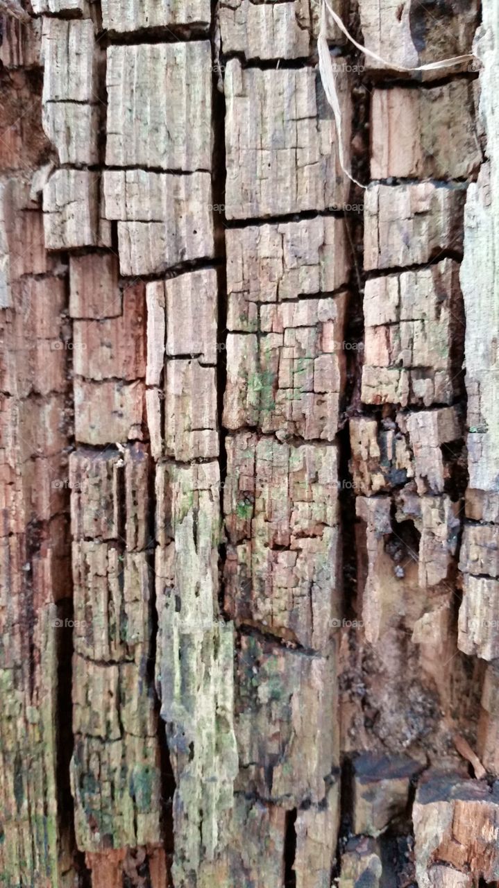 old wood