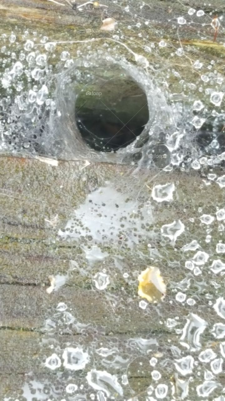 spiderweb