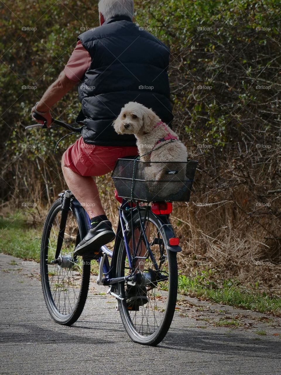 master and dog on the road with the bike