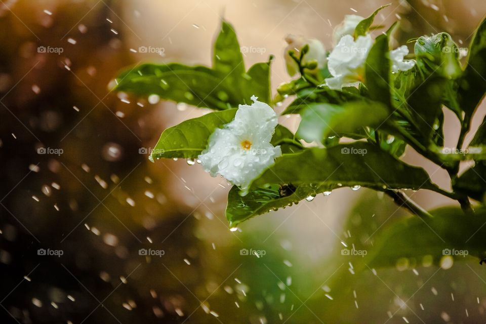 Flor bajo la lluvia 