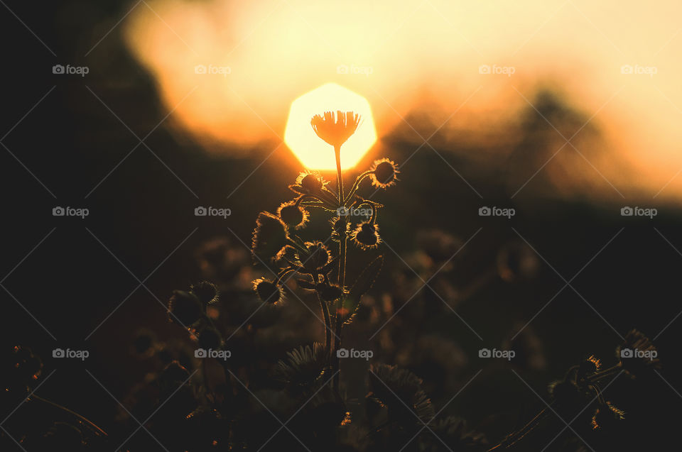 Beautiful blooming autumn flowers against orange sunset sky close up.