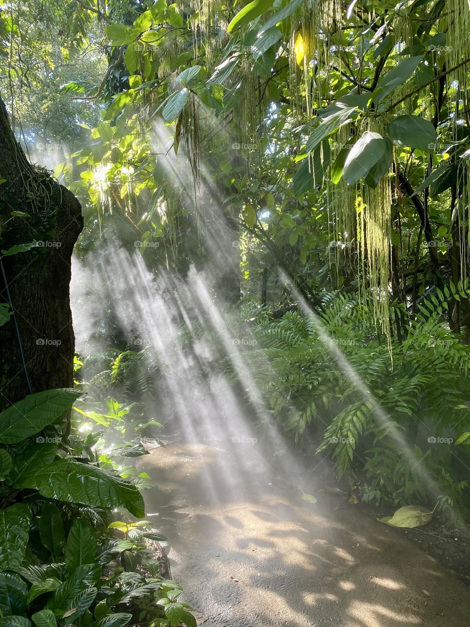 Rays of sun shining through the tree canopy in a tropical garden 