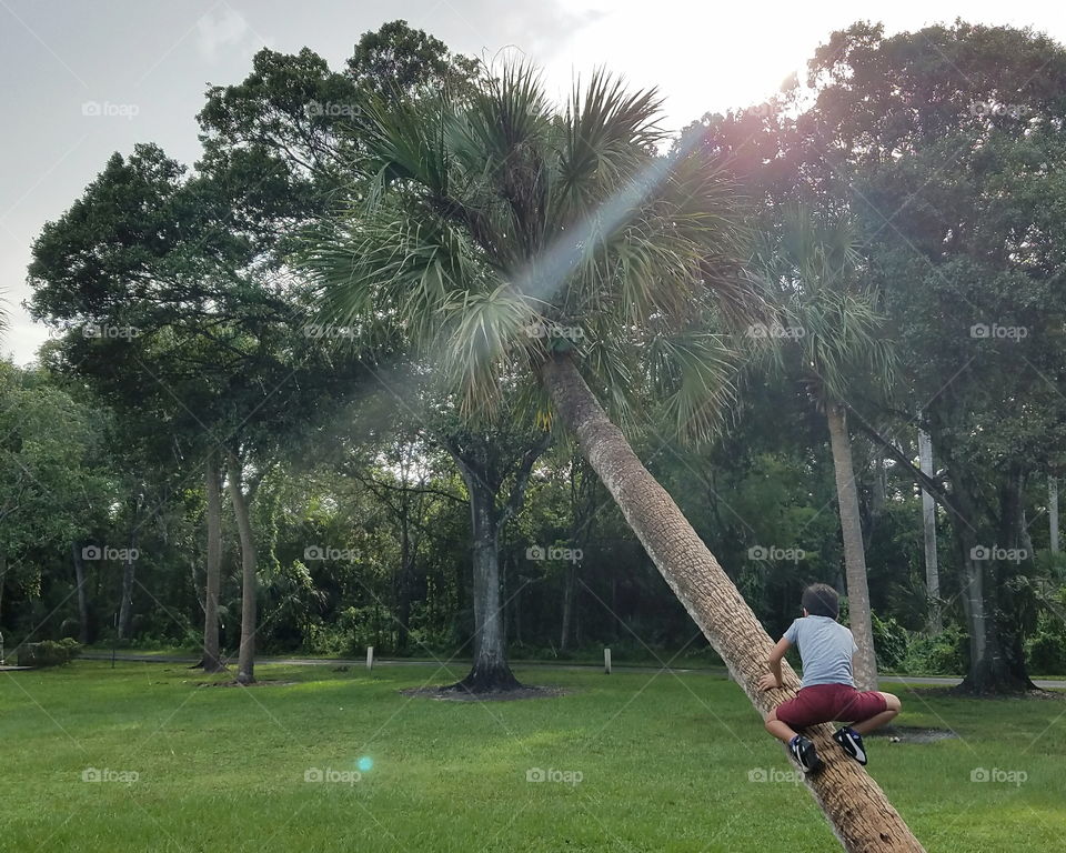 Child Climbing a Palm Tree