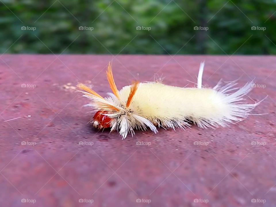 fuzzy caterpillar