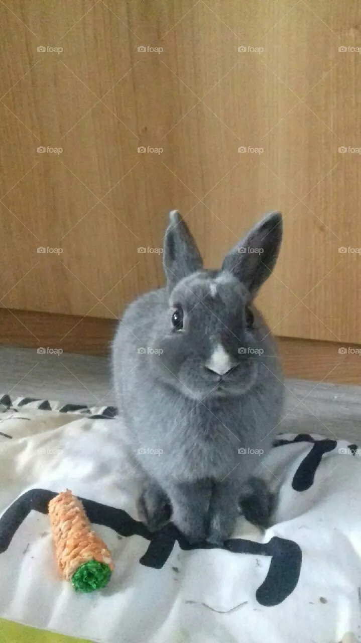 Rabbit